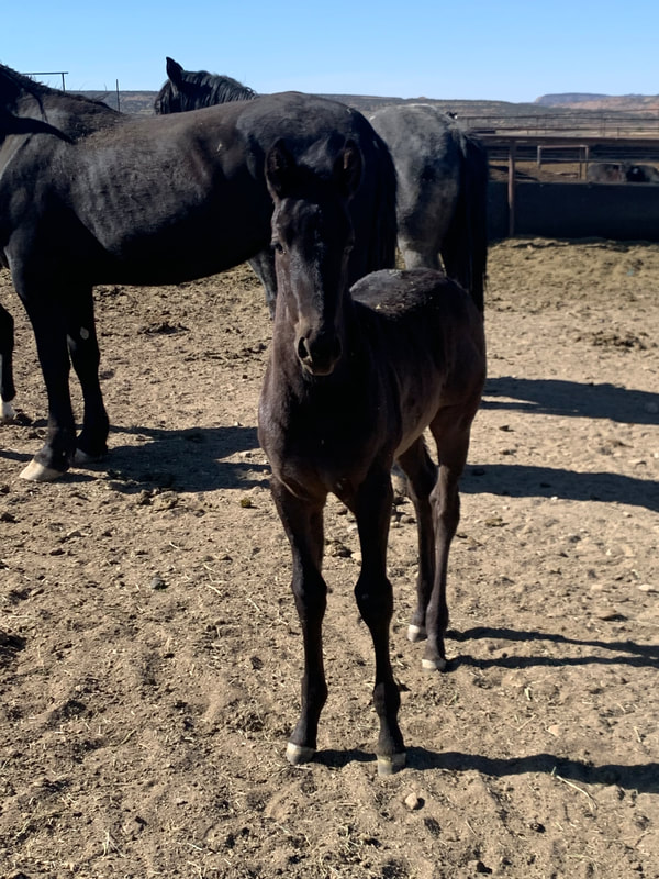 2022 Blue Roan Filly