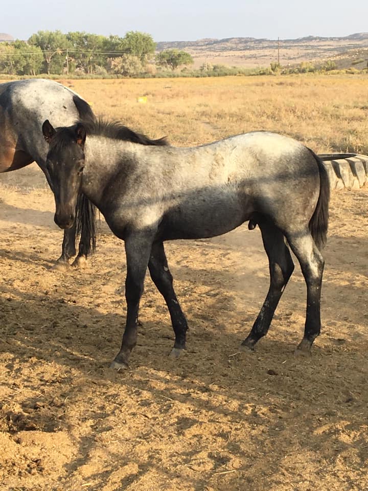 2021 Blue Roan QH colt